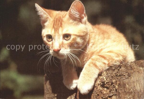 Katzen