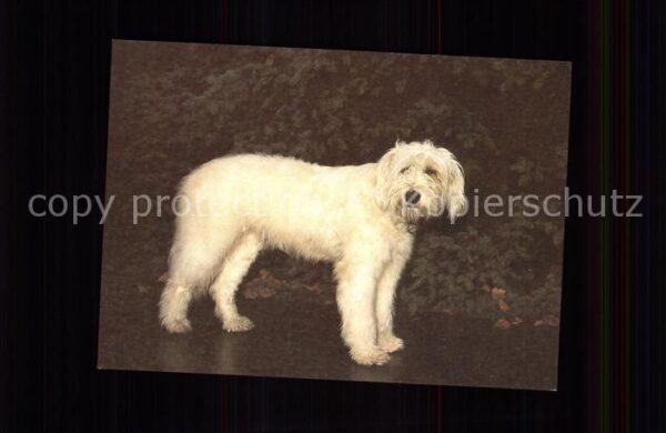 Hunde Goralenhund