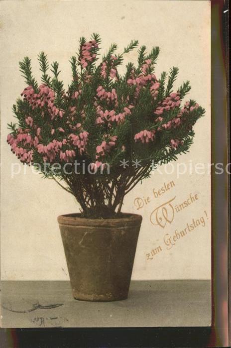 Geburtstag Glückwunsch Pflanze Blumen