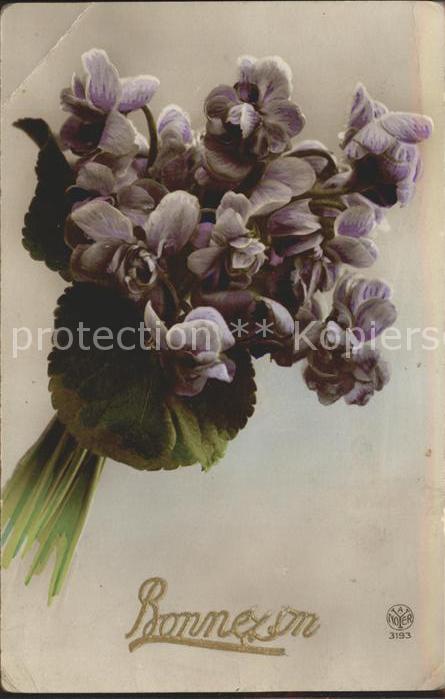 Foto AN Paris (Noyer) Nr. 3193 Veilchen