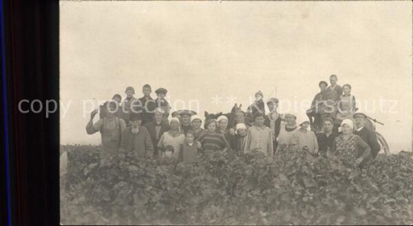 Ernte Landwirtschaft Weinernte