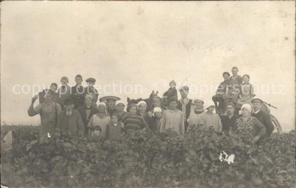 Wein Winzer Weinernte Landwirtschaft