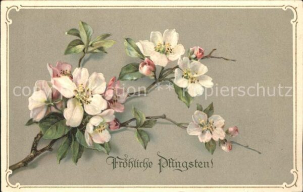 Pfingsten Pentecost Pentecote Blumen