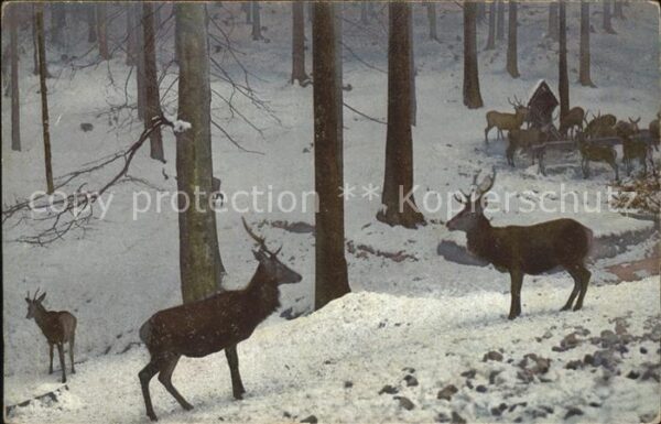 Verlag Photochromie Nr. 2382 Hirsche