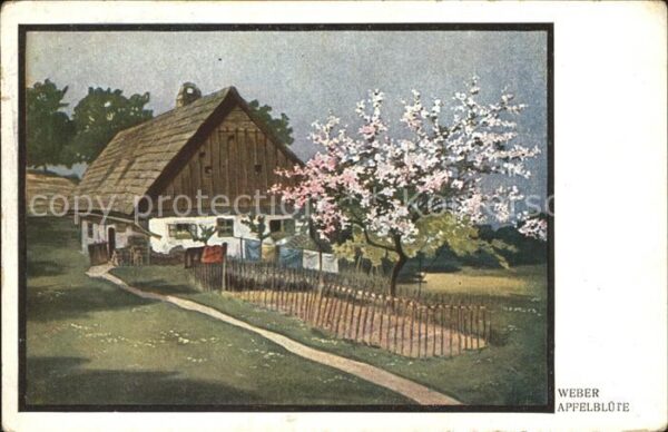Kuenstlerkarte Weber Apfelblüte