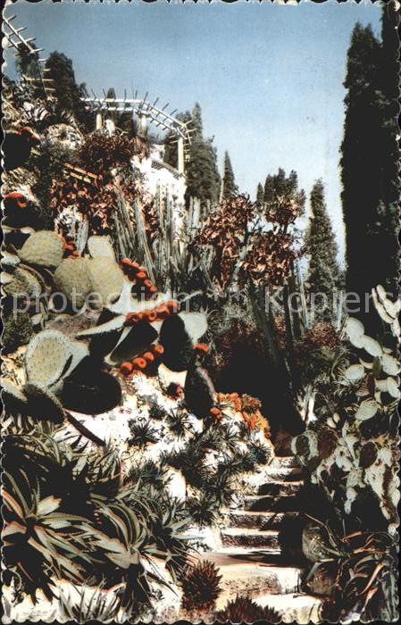 Kakteen Jarfin Exotique Monaco Opuntia beckeria