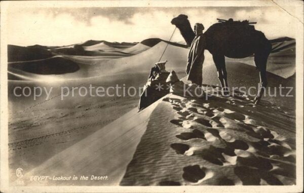 Kamel  Camel Chameau Egypt Desert Ägypten Wüste