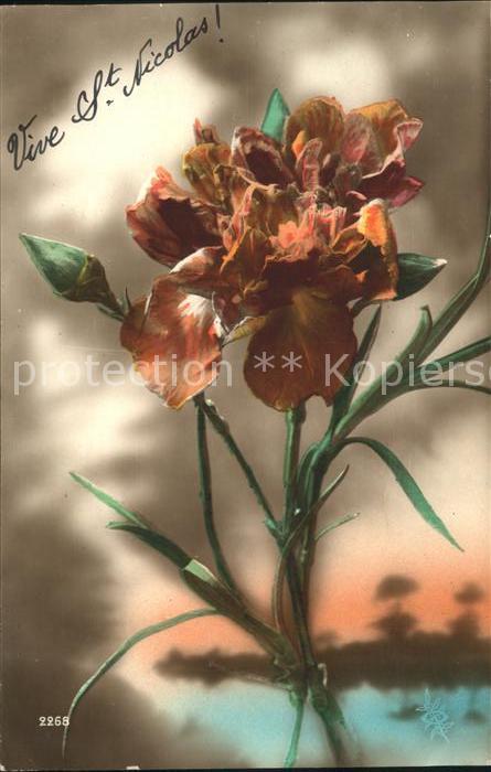 Blumen Nelke