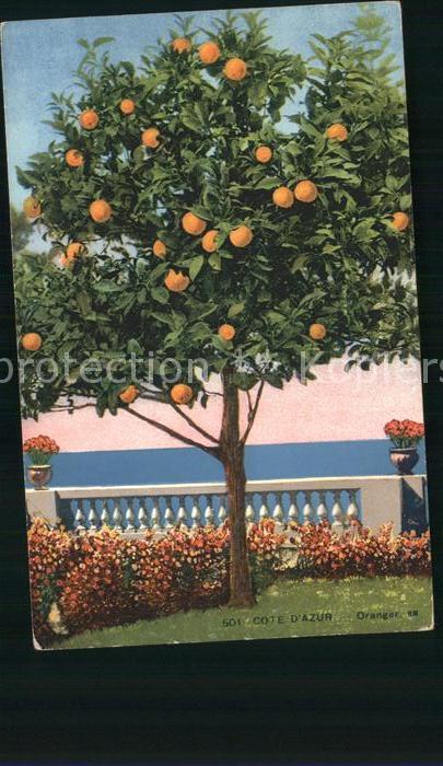 Orangen Oranges Baum Cote d_Azur