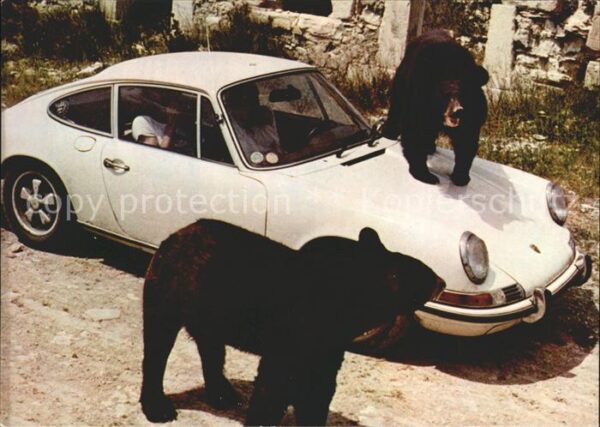 Autos Bären Reserve Africaine de Sigean