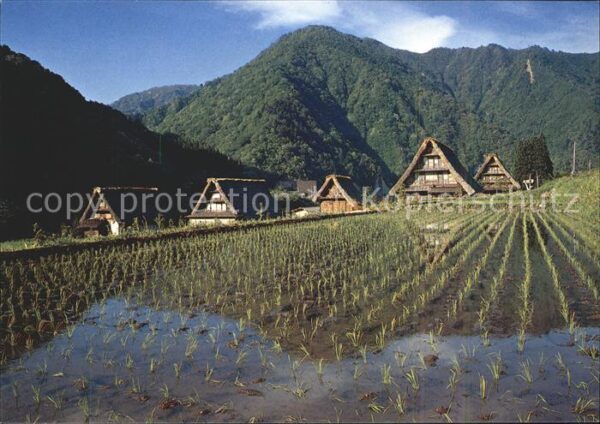 Gassho Reisanbau
