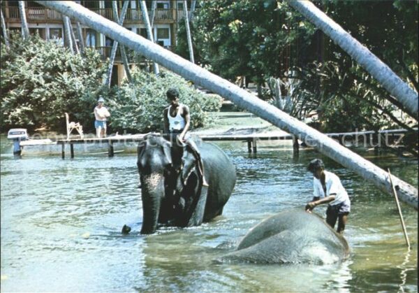 Bentota Sri Lanka Elephant Bathing