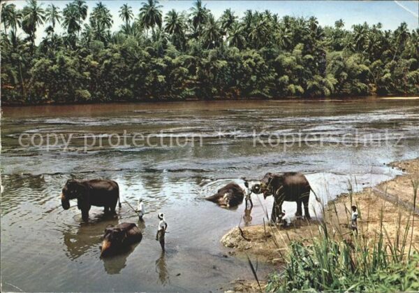 Sri Lanka Elephant Bath