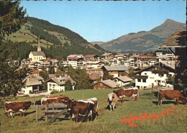 Kirchberg Tirol Blick gegen Kitzbühler Horn Kühe Viehwe