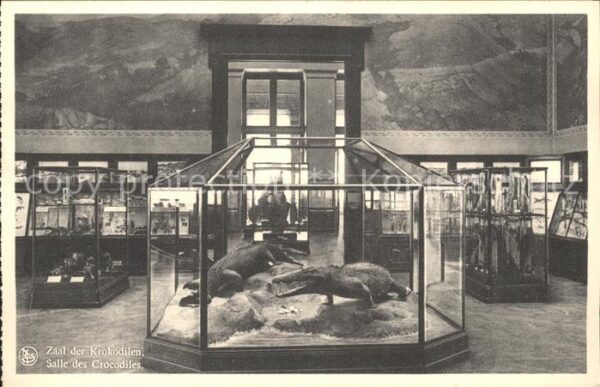 Krokodile Salle des Crocodiles Tervuren Museum va