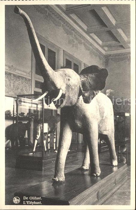 Elefant Tervuren Musee du Congo Belge