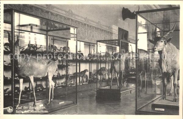 Tiere Kuhantilope Tervuren Musee du Congo Bel