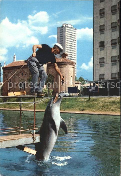 Delfine Delphine Dolphins Dauphins Delfi Acquario Cesenatico