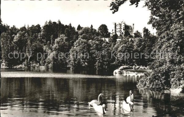 Hohenschwangau Schloss Schwäne auf dem Alpsee