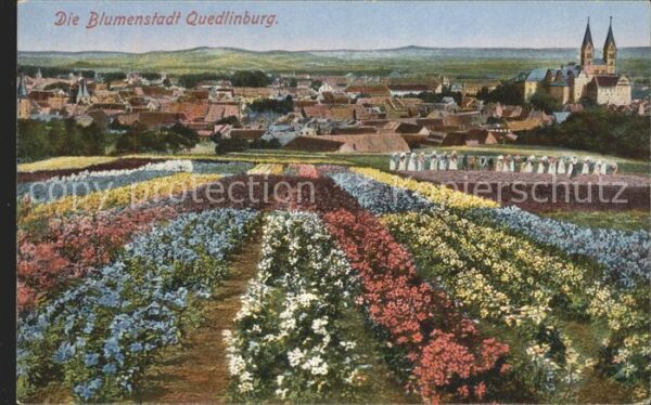 Quedlinburg Panorama Blumenfelder