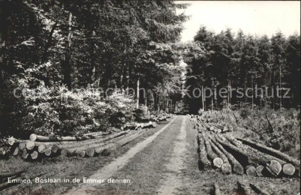 Emmen Netherlands Boslaan in de Emmer dennen Waldweg