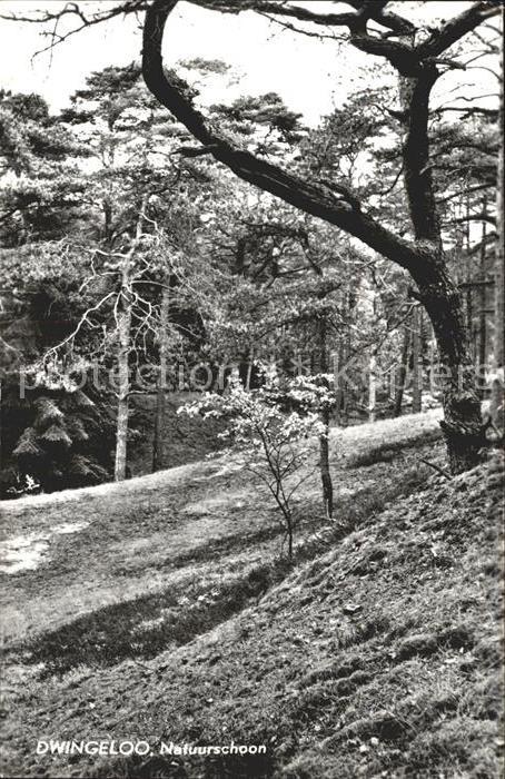 Dwingeloo Natuurschoon Waldpartie