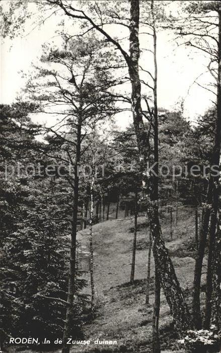 Roden Netherlands In de Zuurse duinen