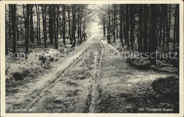 Zuidwolde van Tonckens Bosch Waldpartie