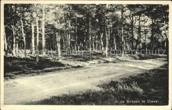 Diever In de Bossen Waldpartie