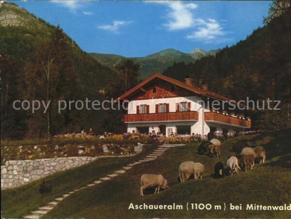 Mittenwald Bayern Aschaueralm Tiere
