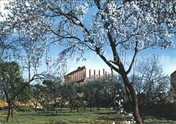 Agrigento Tempel der Juno blühende Mandelbäume