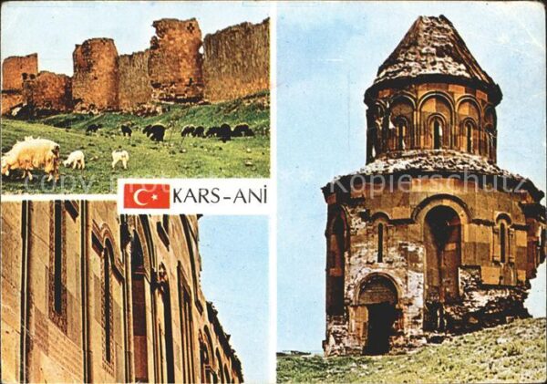 Kars Ani Schafe