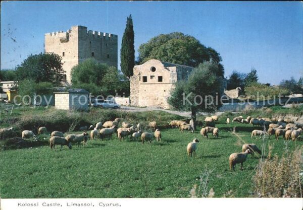 Limassol Kolossi Castle Schafe
