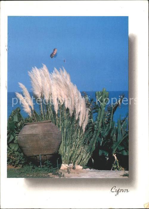 Zypern Cyprus Vase Fallschirm Kaktus