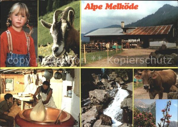 Kleinwalsertal Alpe Melköde Schwarzwassertal Gemse Alp