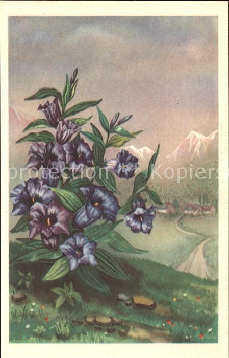 Blumen Enzian Berge Natur
