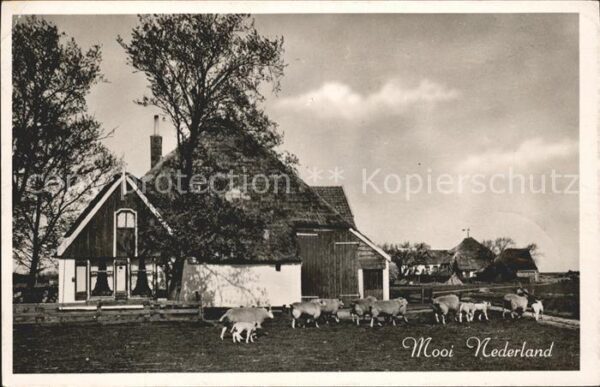 Schafe Bauernhaus Niederlande