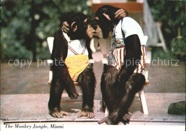 Affen Schimpanse Kuss Monkey Jungle Miami