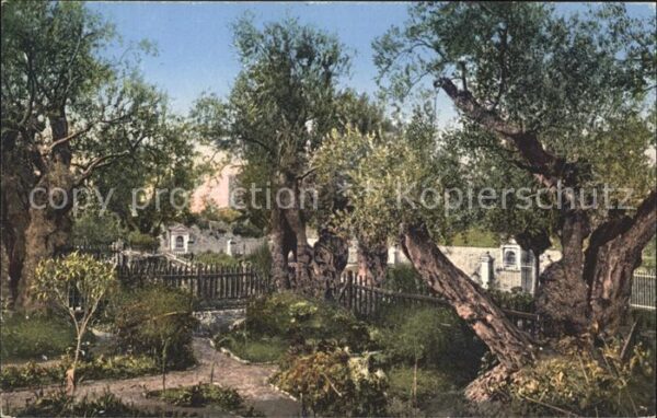 Jerusalem Yerushalayim Garten von Gethsemane Jardin de Gethsem