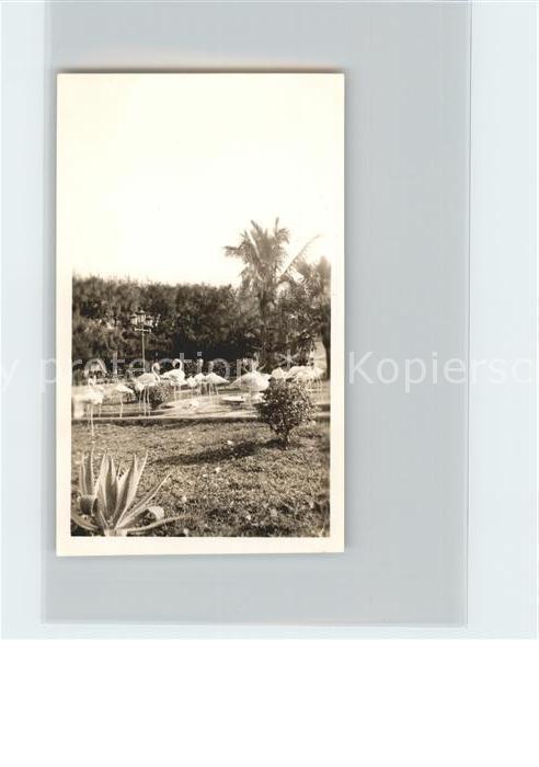 Havanna Flamingos