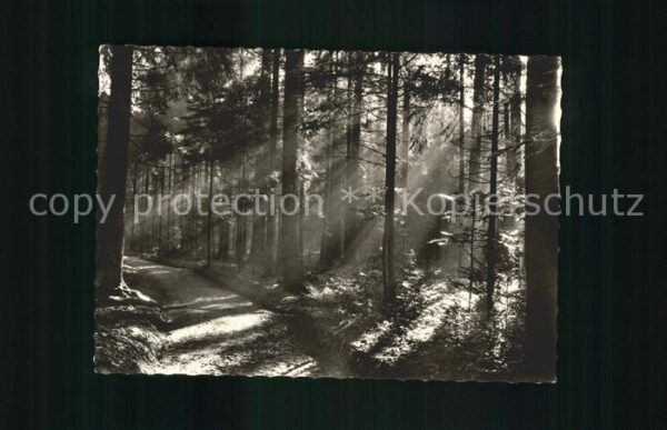 Koenigsfeld Schwarzwald Stellwald