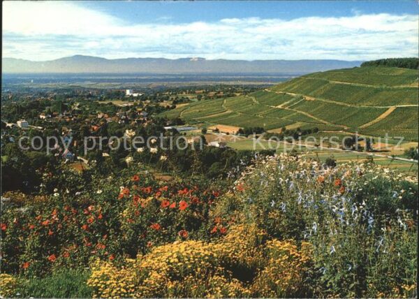 Badenweiler Blick Roemerberg Rheintal Vogesen