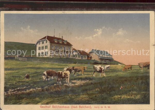 Schoenenberg Schwarzwald Berggasthaus Belchenhaus Kühe