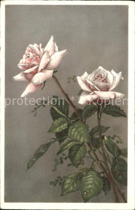 Rosen