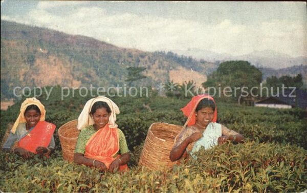 Landwirtschaft Tea Pluckers Up-Country Sri Lanka