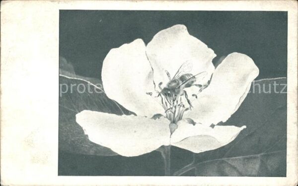Bienen Insekten Blume