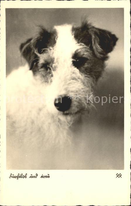 Hunde