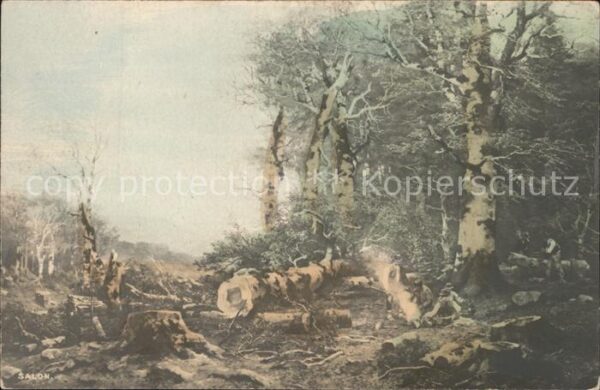 Baeume Trees Wald Zerstörung
