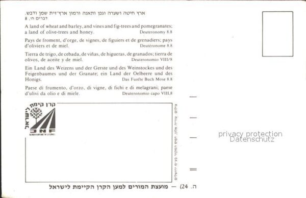 Baeume Trees Israel – Bild 2