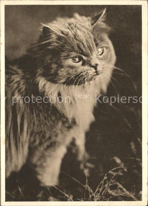 Katzen